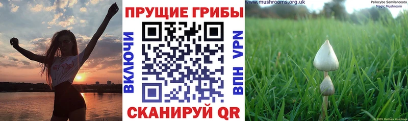 Галлюциногенные грибы Psilocybine cubensis МЕГА ТОР Гусев